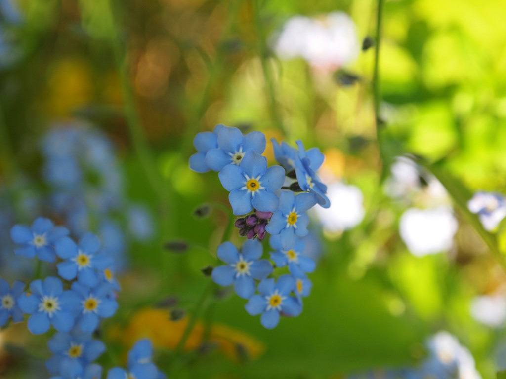 Blå blomster - Supervision