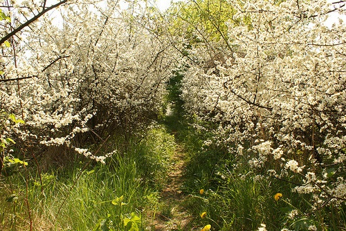 blomstervejen