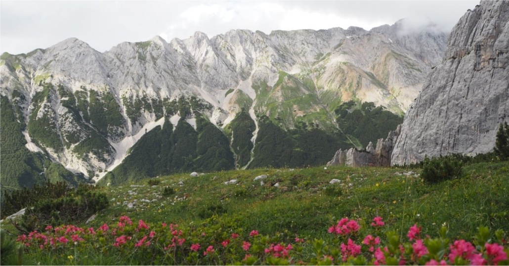 Bjergeng med pæne blomster - psykolog Billund